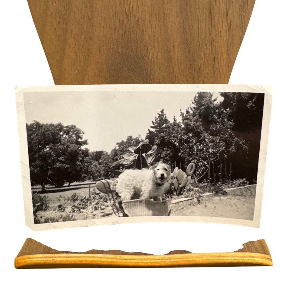 Vintage 1939 Black White Dog Photo Scruffy Terrier in Basket Garden Snapshot